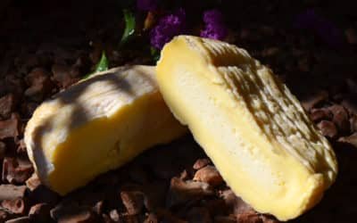 Le Saint-marcellin un fromage de rois !